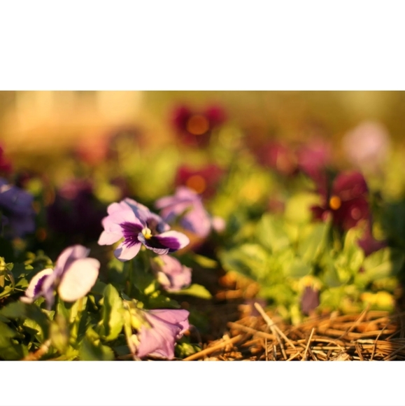 CANON EOS-1 Mark II Digital 75-300mm Lens & Receipt, Bag - Picture 10 of 13